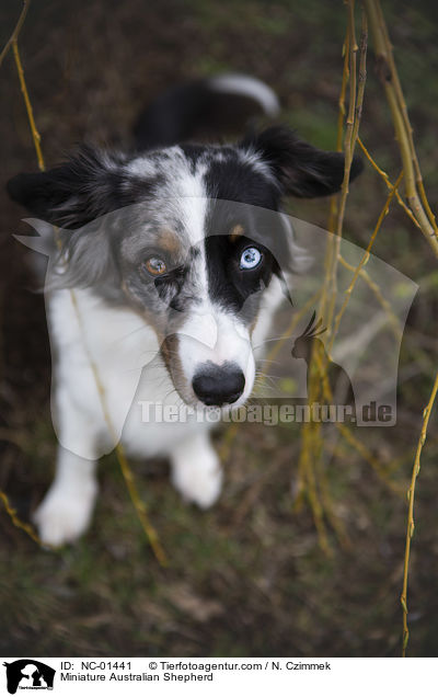 Miniature Australian Shepherd / Miniature Australian Shepherd / NC-01441