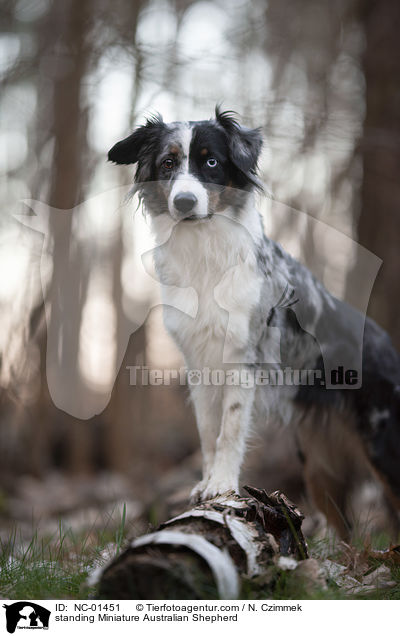 stehender Miniature Australian Shepherd / standing Miniature Australian Shepherd / NC-01451