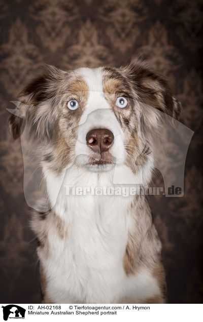 Miniature Australian Shepherd Portrait / Miniature Australian Shepherd portrait / AH-02168