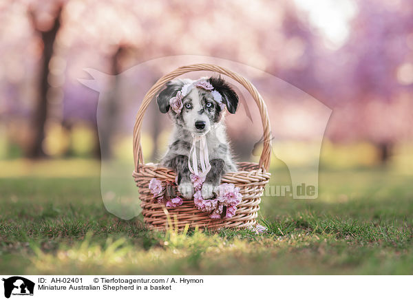 Miniature Australian Shepherd in einem Krbchen / Miniature Australian Shepherd in a basket / AH-02401