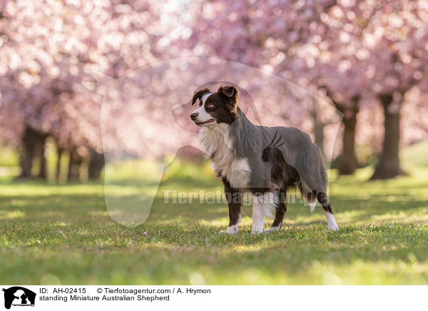 stehender Miniature Australian Shepherd / standing Miniature Australian Shepherd / AH-02415