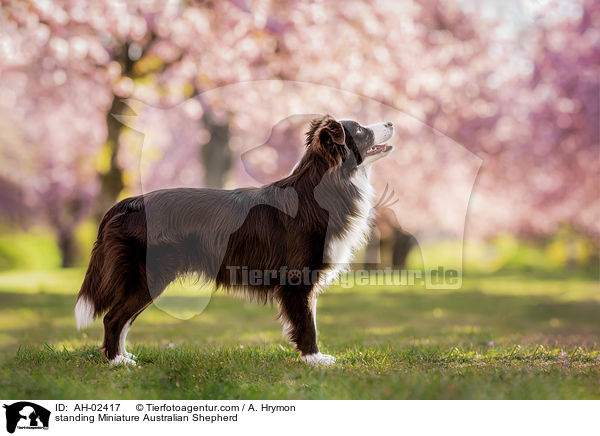 stehender Miniature Australian Shepherd / standing Miniature Australian Shepherd / AH-02417
