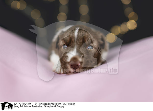 liegender Miniature Australian Shepherd Welpe / lying Miniature Australian Shepherd Puppy / AH-02449