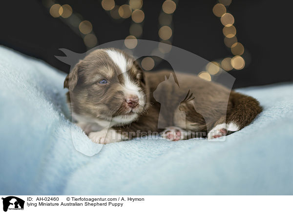 liegender Miniature Australian Shepherd Welpe / lying Miniature Australian Shepherd Puppy / AH-02460