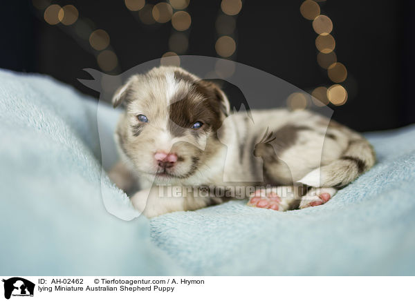 liegender Miniature Australian Shepherd Welpe / lying Miniature Australian Shepherd Puppy / AH-02462