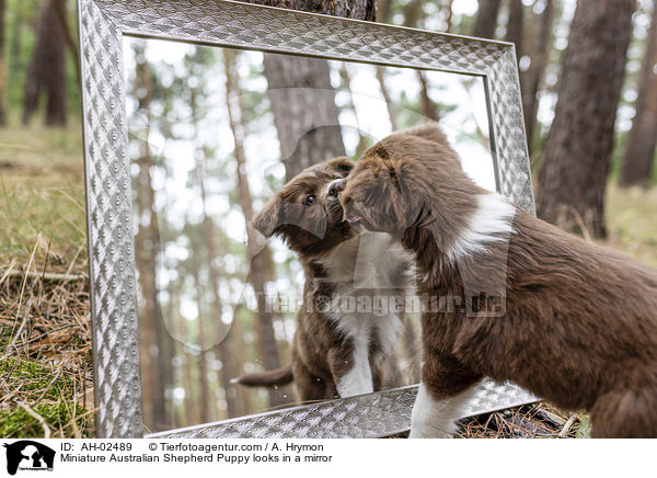 Miniature Australian Shepherd Welpe guckt in einen Spiegel / Miniature Australian Shepherd Puppy looks in a mirror / AH-02489