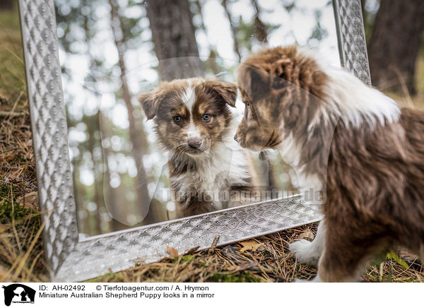 Miniature Australian Shepherd Welpe guckt in einen Spiegel / Miniature Australian Shepherd Puppy looks in a mirror / AH-02492