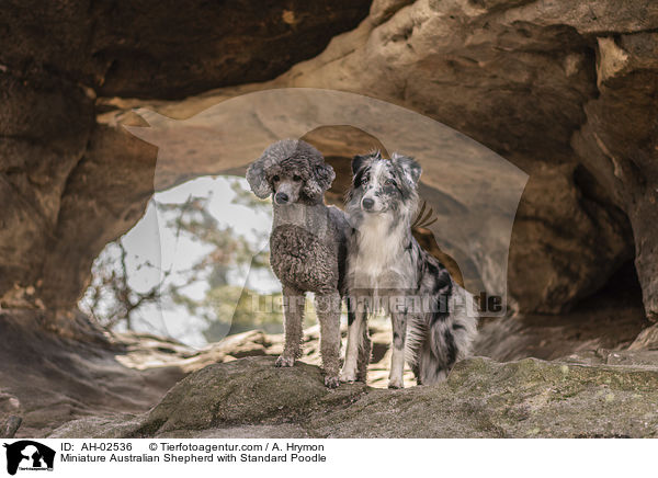 Miniature Australian Shepherd mit Kleinpudel / Miniature Australian Shepherd with Standard Poodle / AH-02536