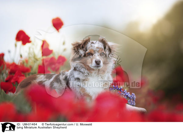 liegender Miniature Australian Shepherd / lying Miniature Australian Shepherd / UM-01464