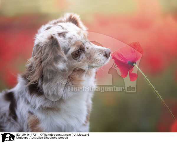 Miniature Australian Shepherd Portrait / Miniature Australian Shepherd portrait / UM-01472