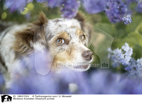Miniature Australian Shepherd Portrait / Miniature Australian Shepherd portrait / UM-01524