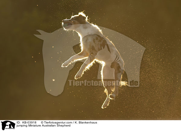 springender Miniature Australian Shepherd / jumping Miniature Australian Shepherd / KB-03918