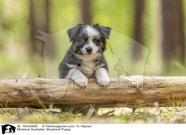 Miniature Australian Shepherd Welpe / Miniature Australian Shepherd Puppy / AH-02909