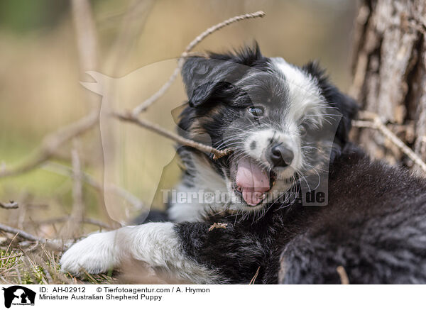 Miniature Australian Shepherd Welpe / Miniature Australian Shepherd Puppy / AH-02912