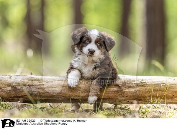Miniature Australian Shepherd Welpe / Miniature Australian Shepherd Puppy / AH-02923