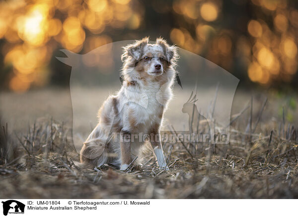 Miniature Australian Shepherd / Miniature Australian Shepherd / UM-01804