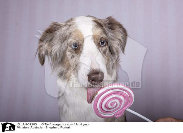 Miniature Australian Shepherd Portrait / Miniature Australian Shepherd Portrait / AH-04203