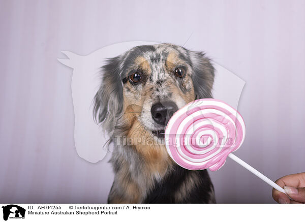 Miniature Australian Shepherd Portrait / Miniature Australian Shepherd Portrait / AH-04255