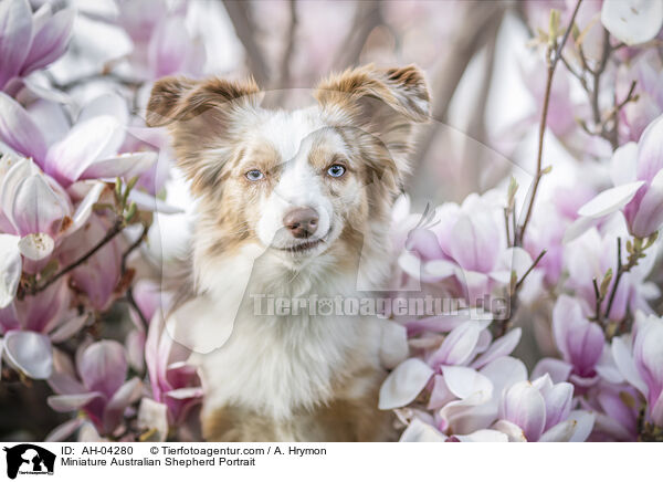 Miniature Australian Shepherd Portrait / AH-04280
