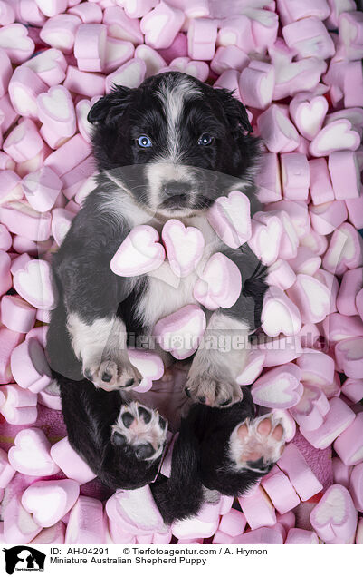 Miniature Australian Shepherd Welpe / Miniature Australian Shepherd Puppy / AH-04291
