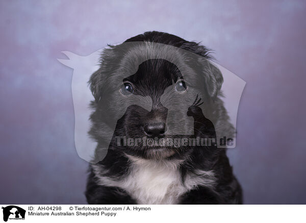 Miniature Australian Shepherd Welpe / Miniature Australian Shepherd Puppy / AH-04298