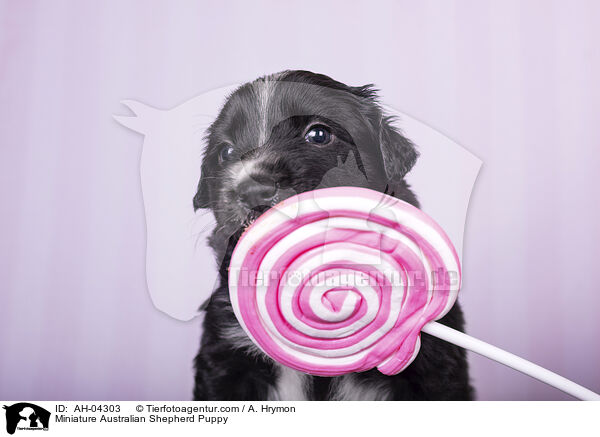 Miniature Australian Shepherd Welpe / Miniature Australian Shepherd Puppy / AH-04303