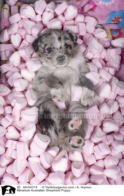 Miniature Australian Shepherd Welpe / Miniature Australian Shepherd Puppy / AH-04314