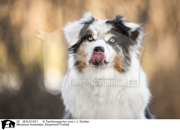 Miniature Australian Shepherd Portrait / Miniature Australian Shepherd Portrait / JEG-01501