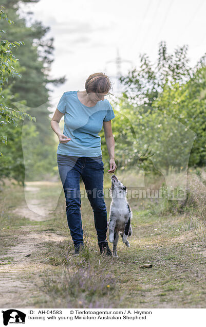 Training mit jungem Miniature Australian Shepherd / training with young Miniature Australian Shepherd / AH-04583