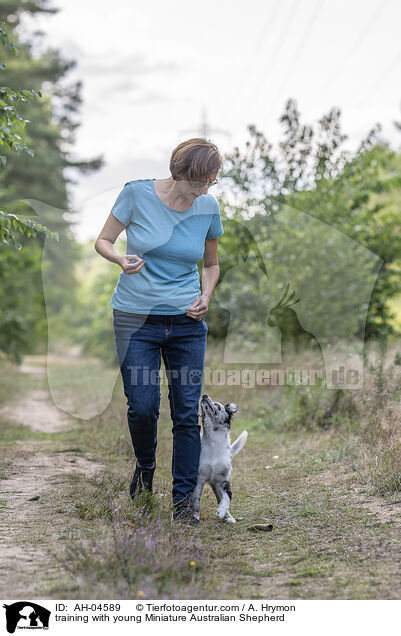 Training mit jungem Miniature Australian Shepherd / training with young Miniature Australian Shepherd / AH-04589