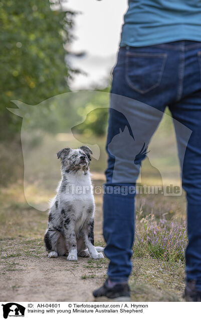 Training mit jungem Miniature Australian Shepherd / training with young Miniature Australian Shepherd / AH-04601