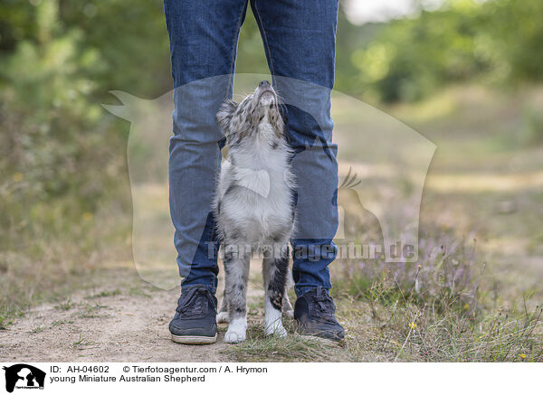 junger Miniature Australian Shepherd / young Miniature Australian Shepherd / AH-04602