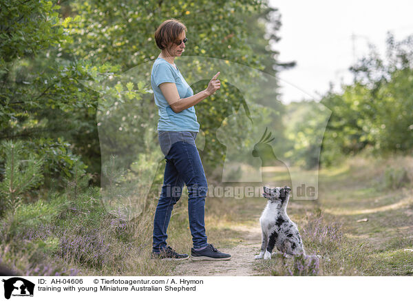 Training mit jungem Miniature Australian Shepherd / training with young Miniature Australian Shepherd / AH-04606