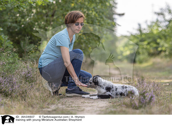 Training mit jungem Miniature Australian Shepherd / training with young Miniature Australian Shepherd / AH-04607