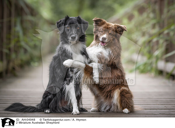 2 Miniature Australian Shepherd / 2 Miniature Australian Shepherd / AH-04948