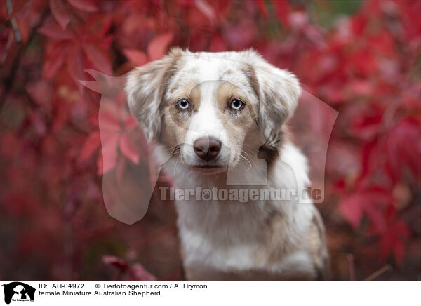 Miniature Australian Shepherd Hndin / female Miniature Australian Shepherd / AH-04972