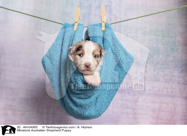 Miniature Australian Shepherd Welpe / Miniature Australian Shepherd Puppy / AH-04985