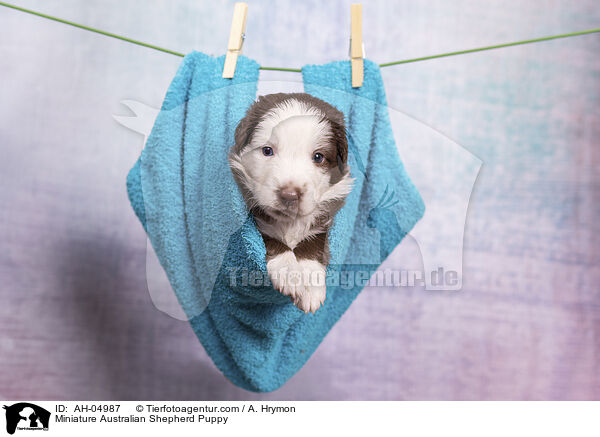 Miniature Australian Shepherd Welpe / Miniature Australian Shepherd Puppy / AH-04987