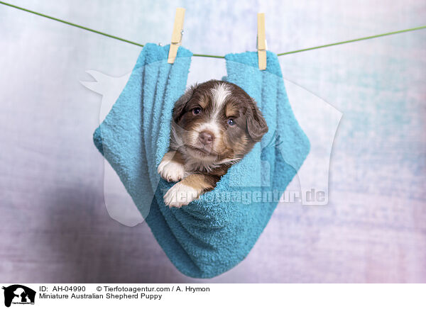 Miniature Australian Shepherd Puppy / AH-04990