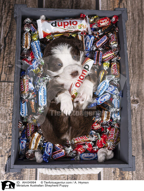 Miniature Australian Shepherd Welpe / Miniature Australian Shepherd Puppy / AH-04994