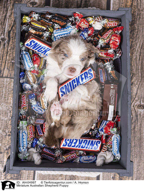 Miniature Australian Shepherd Welpe / Miniature Australian Shepherd Puppy / AH-04997