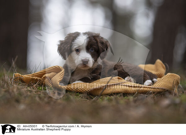 Miniature Australian Shepherd Welpe / Miniature Australian Shepherd Puppy / AH-05001