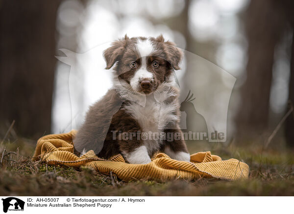 Miniature Australian Shepherd Welpe / Miniature Australian Shepherd Puppy / AH-05007