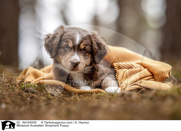 Miniature Australian Shepherd Welpe / Miniature Australian Shepherd Puppy / AH-05009