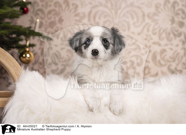 Miniature Australian Shepherd Welpe / Miniature Australian Shepherd Puppy / AH-05021