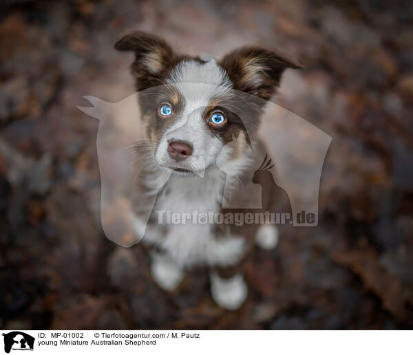 junger Miniature Australian Shepherd / young Miniature Australian Shepherd / MP-01002