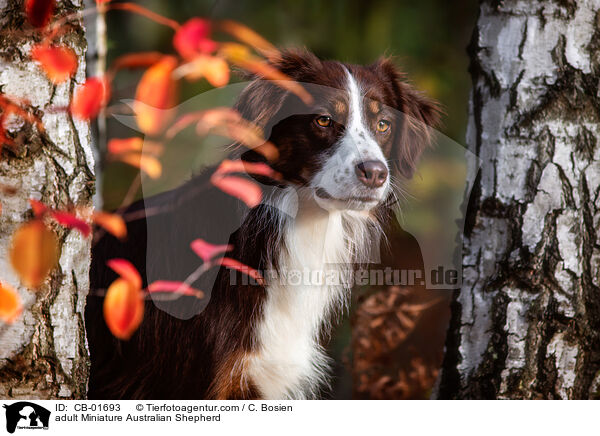 erwachsener Miniature Australian Shepherd / adult Miniature Australian Shepherd / CB-01693