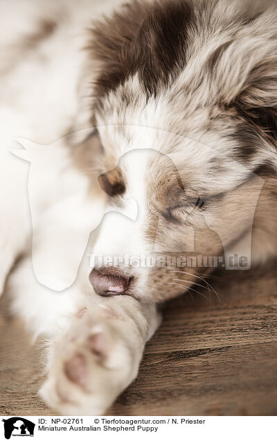 Miniature Australian Shepherd Welpe / Miniature Australian Shepherd Puppy / NP-02761