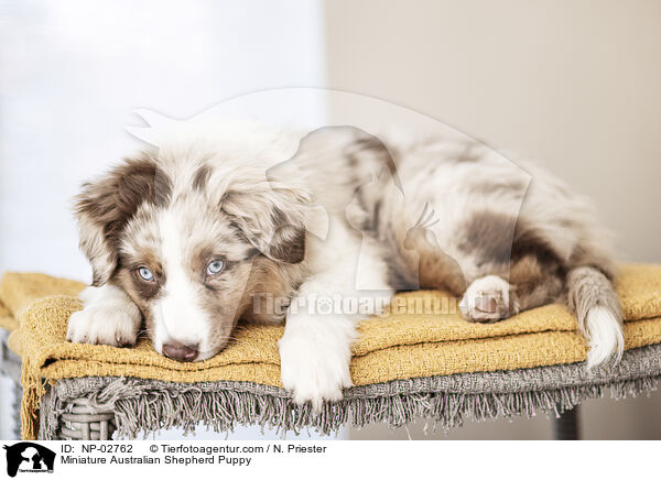 Miniature Australian Shepherd Welpe / Miniature Australian Shepherd Puppy / NP-02762