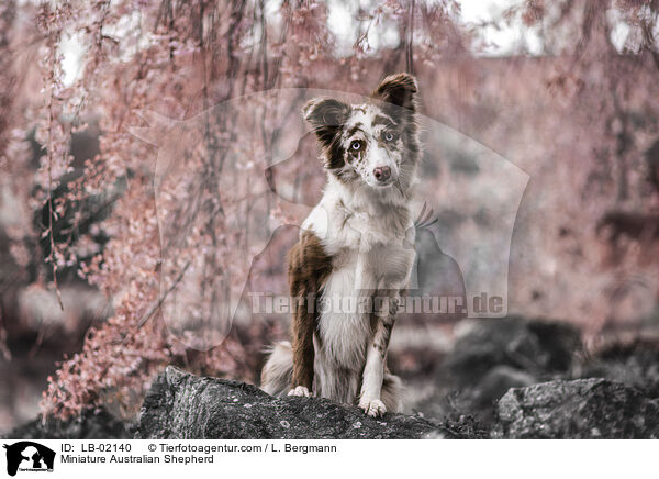 Miniature Australian Shepherd / Miniature Australian Shepherd / LB-02140